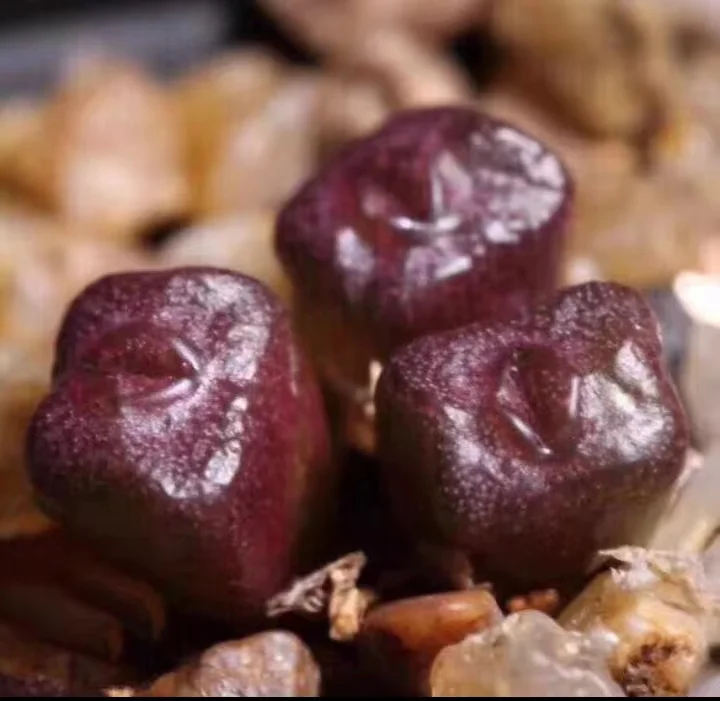 854. Sugar cube cluster 5-8 heads / Caduex plants/  Succulent plants / Garden landscape / Carefully select healthy plants