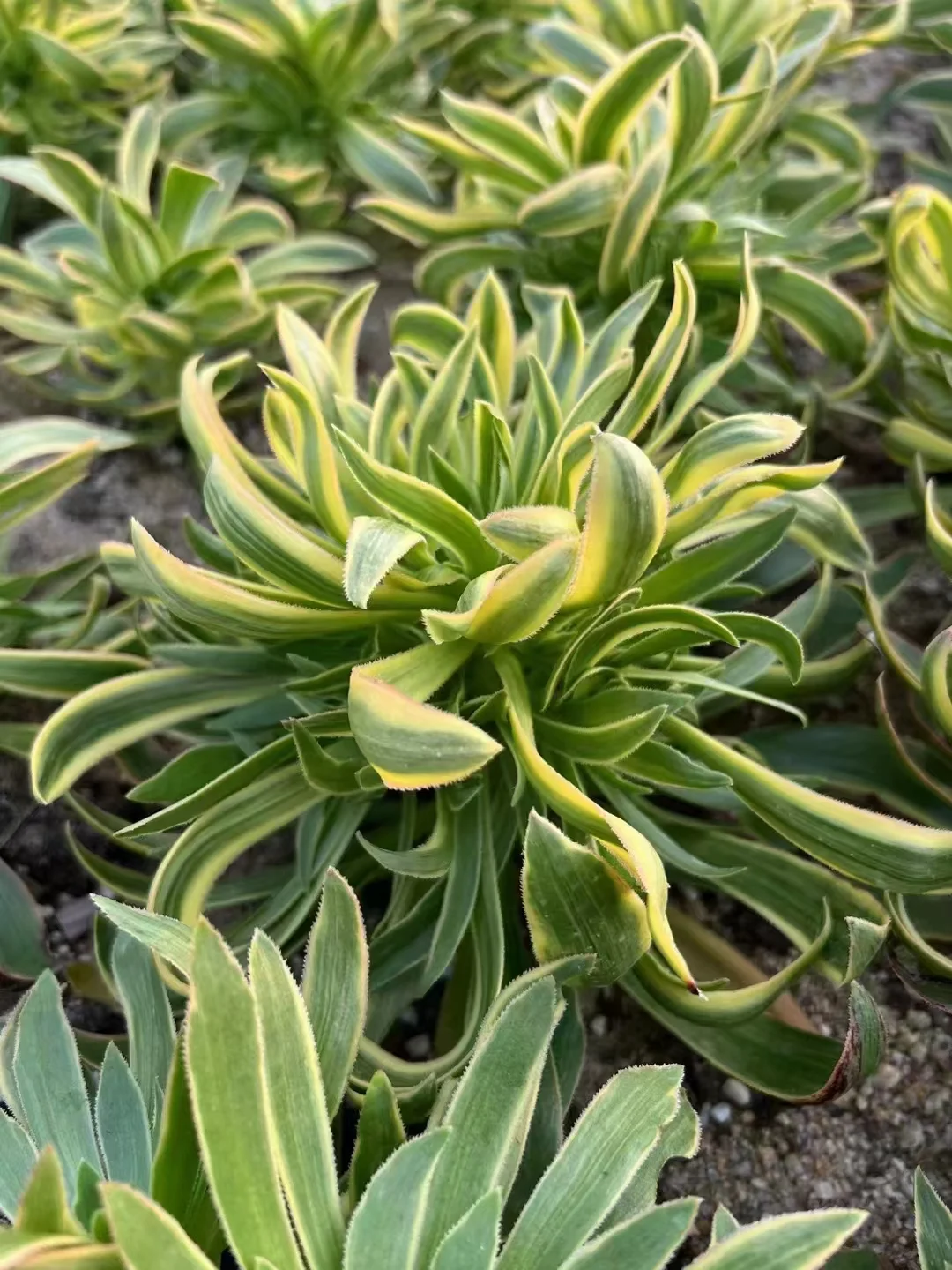 407.   Yu ji cluster 15-18cm 8 heads /Aeonium cluster/Aeonium plants / Garden landscape / Carefully select healthy plants