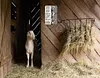 Goat"Like Someone Left The Gate Open"  - Vintage Metal Signs(8*12Inch/12*16Inch) - Farm