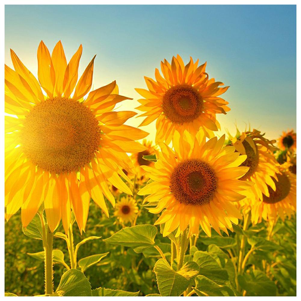 

Flower - Round Drill Diamond Painting - 30*30CM, 501 Original