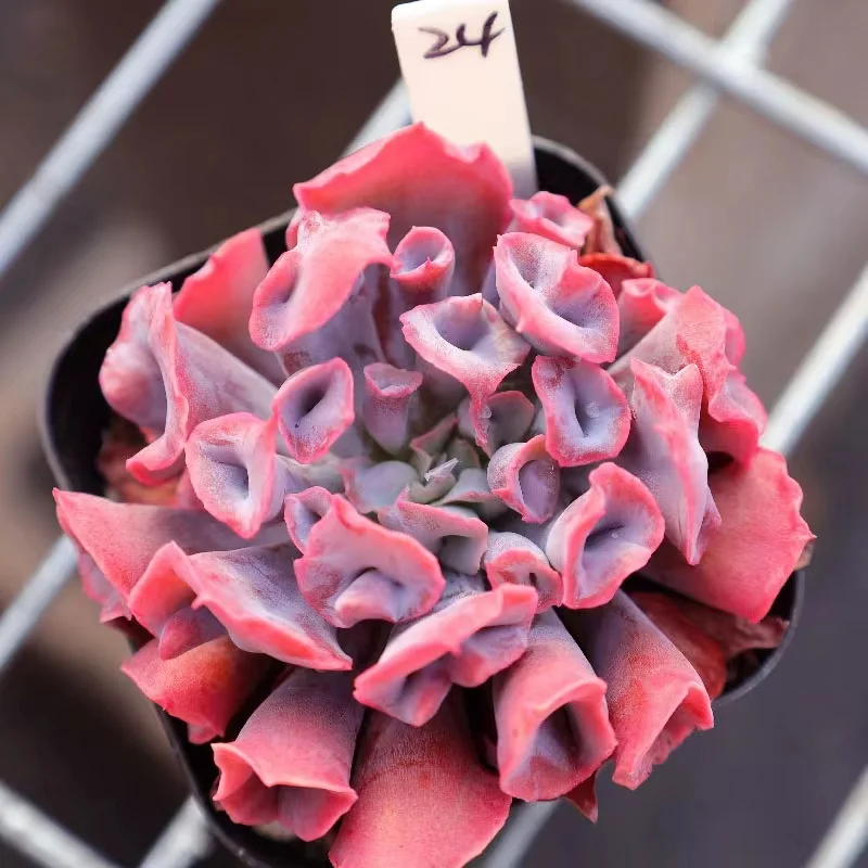356.   Pig nose  single head 5-6 cm / Echeveria / Succulent plants/  / Garden landscape / Carefully select healthy plants