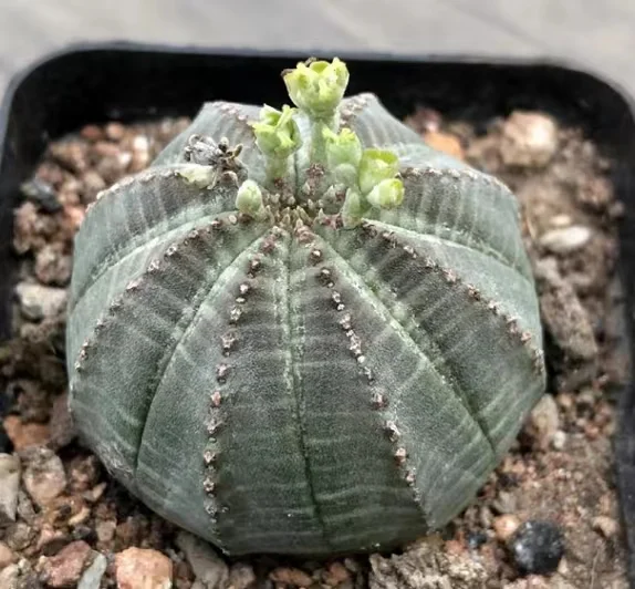 plant Aeonium Echeveria Haworthia  Caudex  Lithops Cactus  Agave 