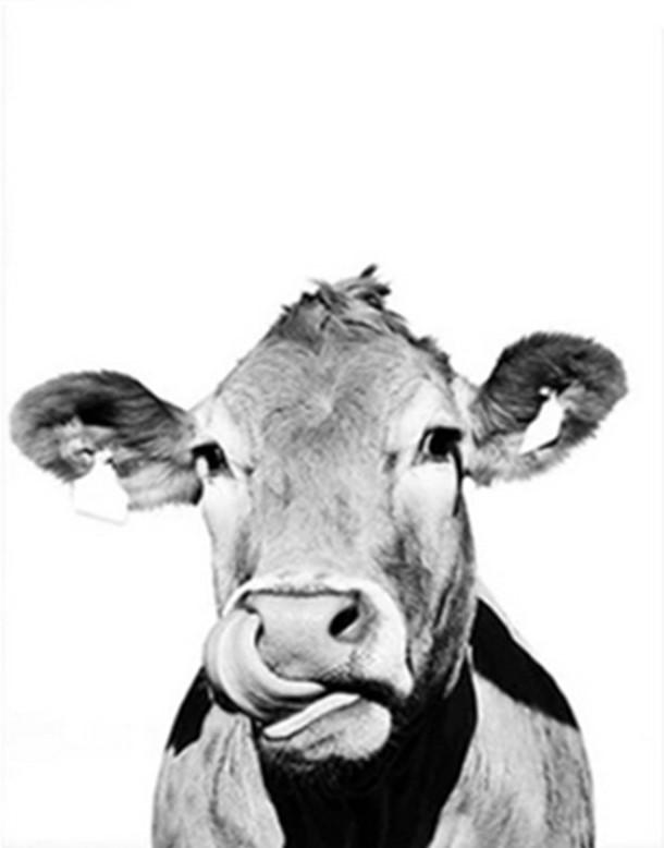 

Black and White Cattle – Paint By Numbers - 40*50CM, 501 Original