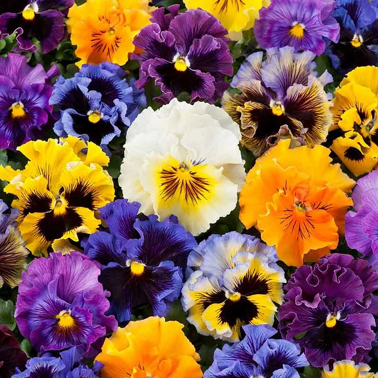 Pansy Seeds - Frizzle Sizzle Mix