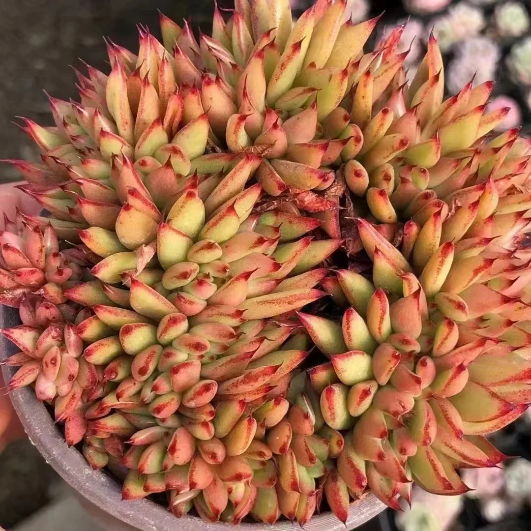 plant Aeonium Echeveria Haworthia  Caudex  Lithops Cactus  Agave 