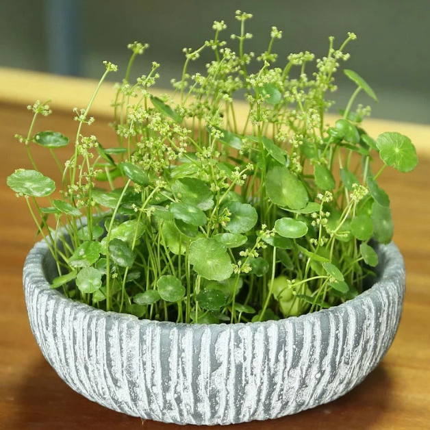 🍃Coin Plant—Indoor Bonsai, Foliage Plants, Evergreen All Year Round