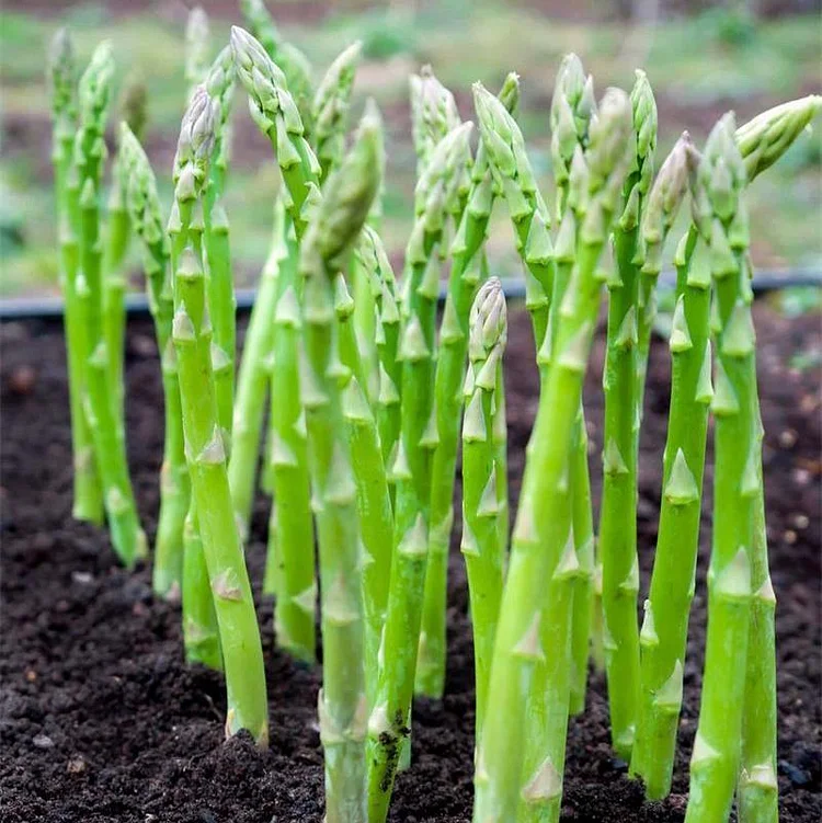 Asparagus Crowns Millennium