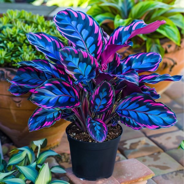 Neon Blaze-Potted Alocasia Bulbs 🍃