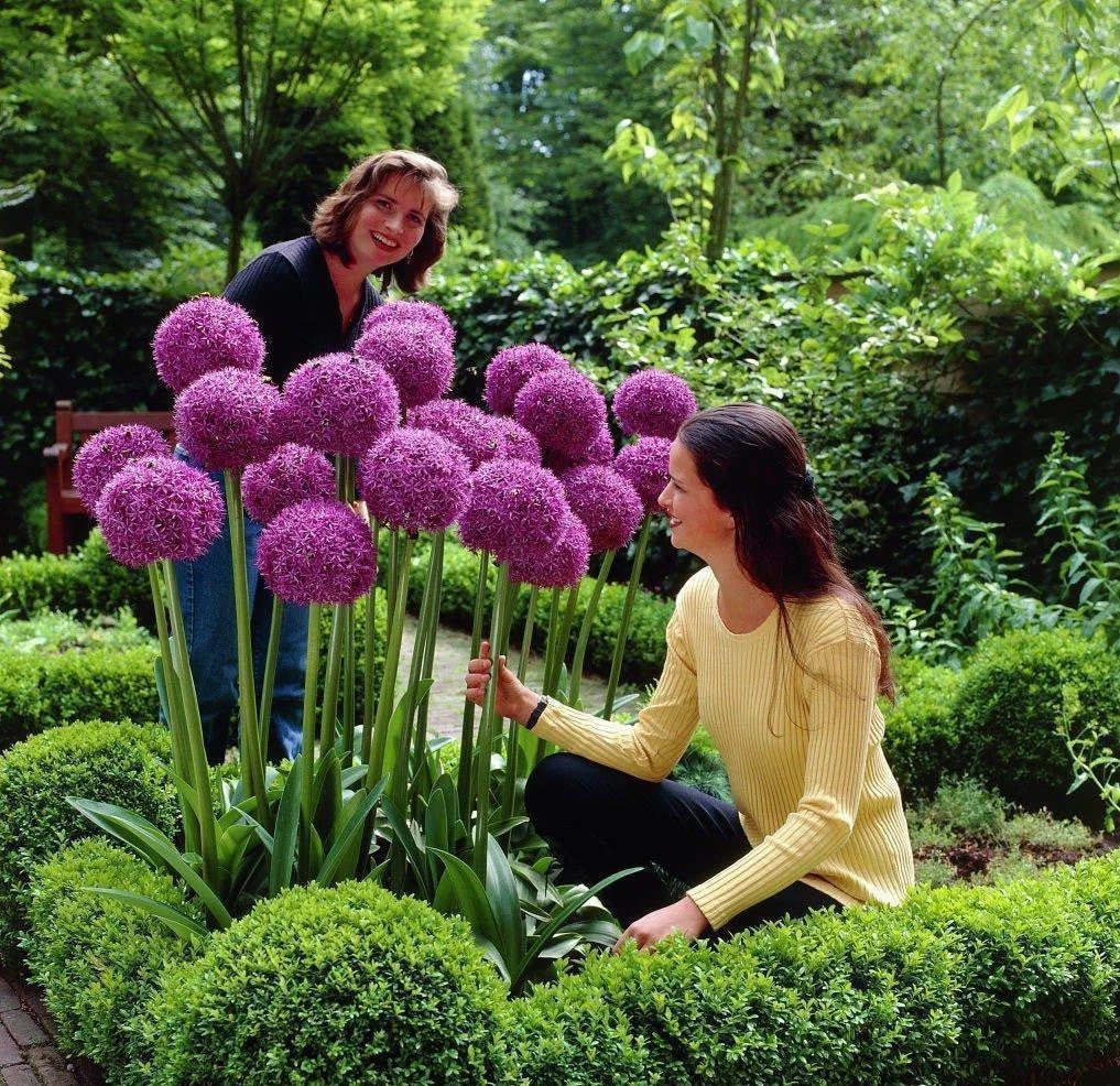 Garden Outdoor Giant Allium Giganteum Beautiful Flower Seeds Bonsai Plant Seeds