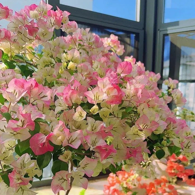 Bougainvillea🌺Flower Seeds