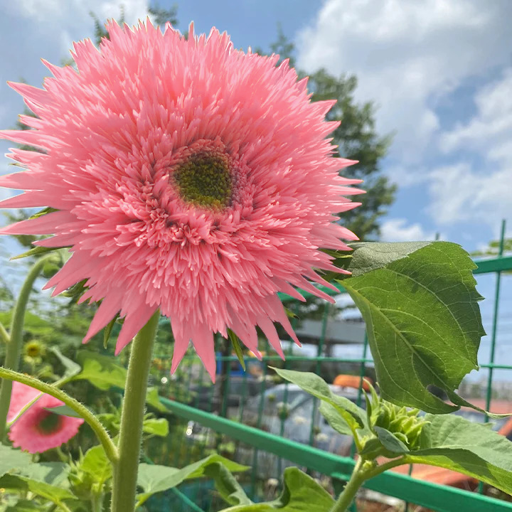 🌻Pink Teddy Bear Sunflower