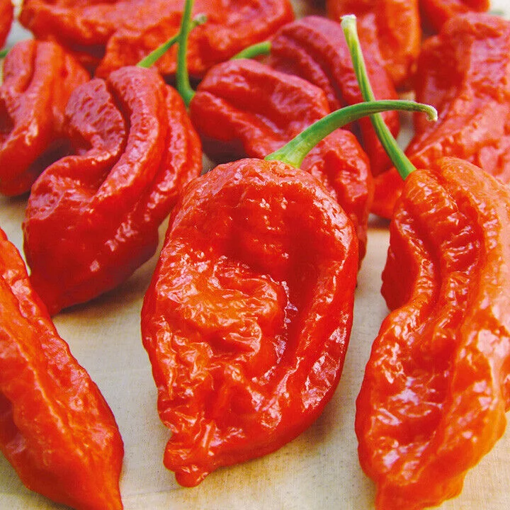 Red smoked Ghost Pepper 2.3 Grams, 8.5 Grams, 1 Kilo Bhut Jolokia HOT Chili Spice Powder