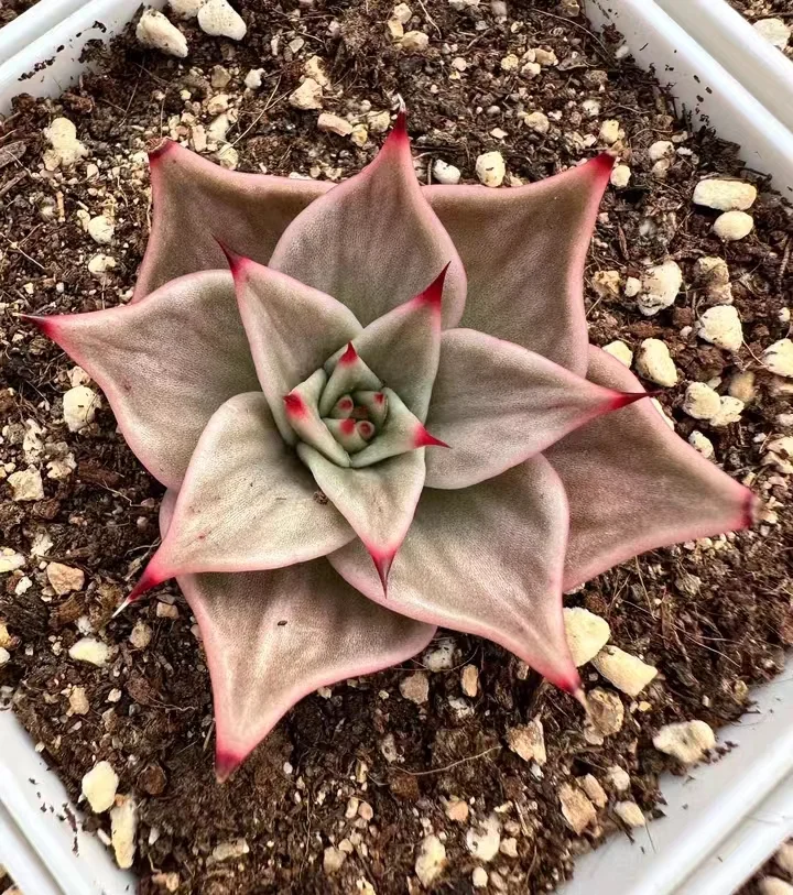 395.Echeveria Jade Star var. single head 5-7cm/ Echeveria / Succulent plants / Garden landscape / Carefully select healthy plants