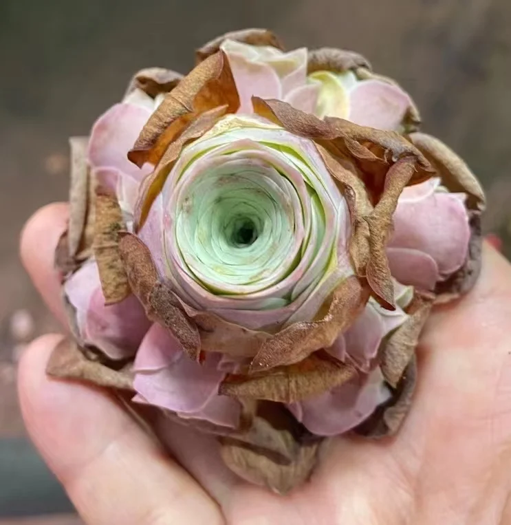 plant Aeonium Echeveria Haworthia  Caudex  Lithops Cactus  Agave 