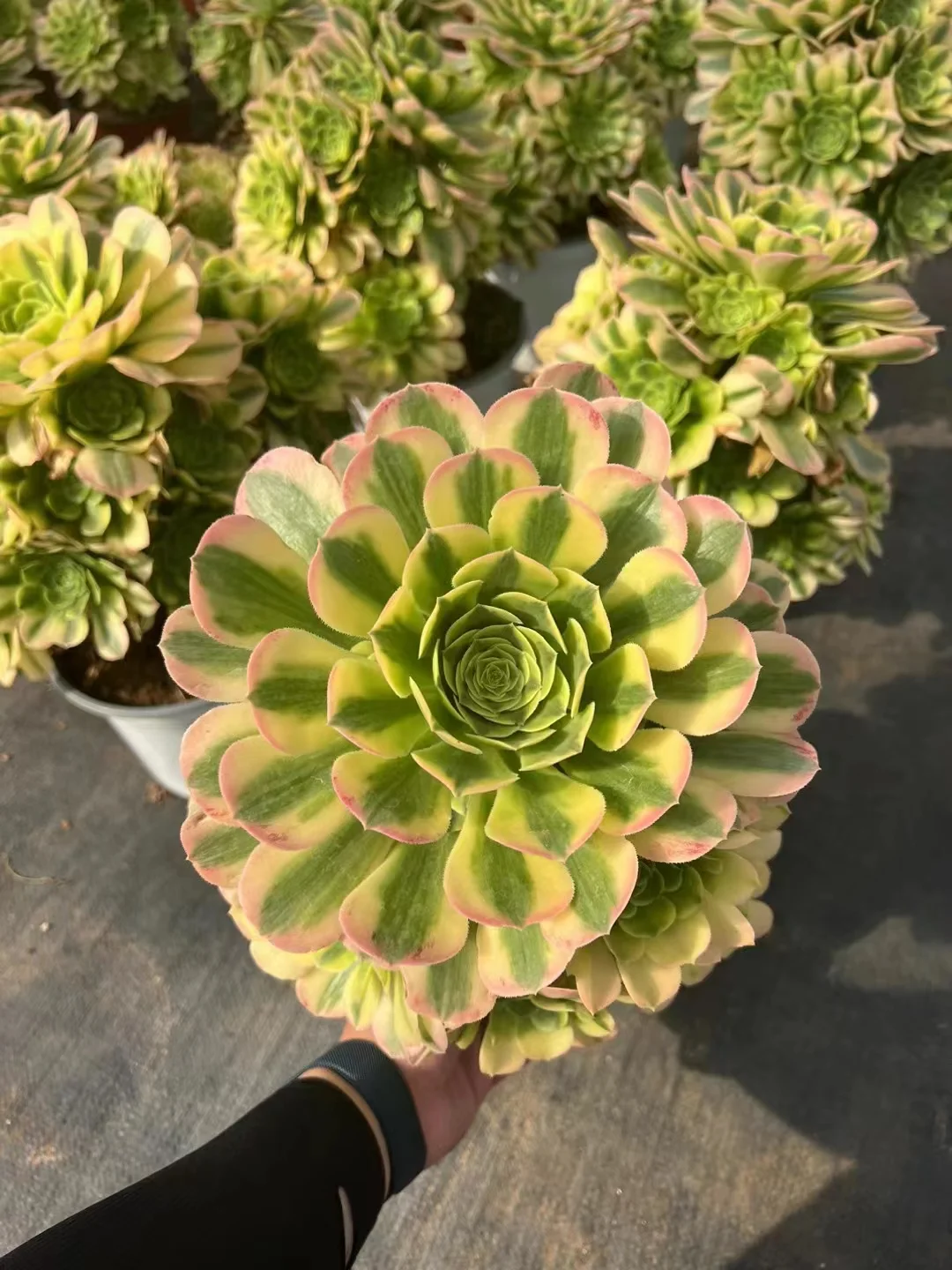 plant Aeonium Echeveria Haworthia  Caudex  Lithops Cactus  Agave 