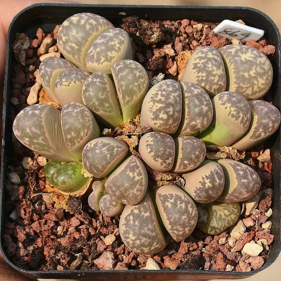 plant Aeonium Echeveria Haworthia  Caudex  Lithops Cactus  Agave 