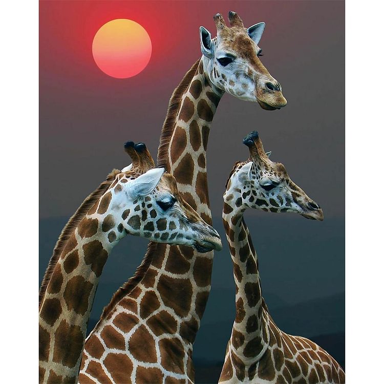 Giraffe Sun - Painting By Numbers - 40x50cm