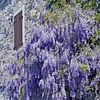 🌸WISTERIA - THE GARDEN&rsquo;S CASCADING BEAUTY ALL YEAR ROUND