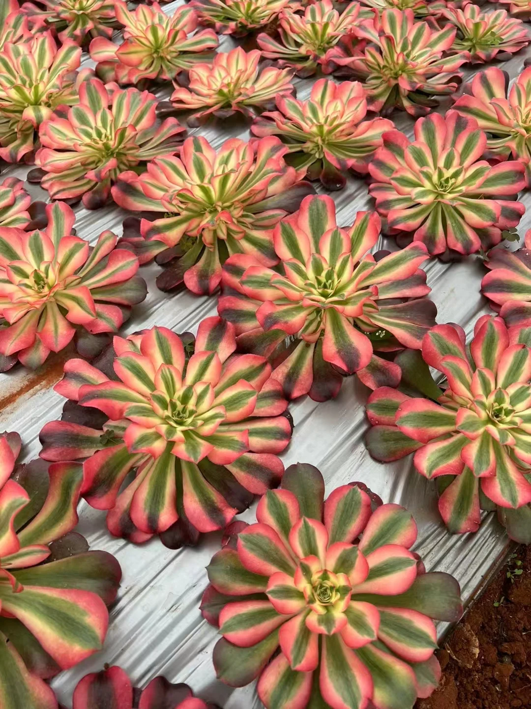 plant Aeonium Echeveria Haworthia  Caudex  Lithops Cactus  Agave 