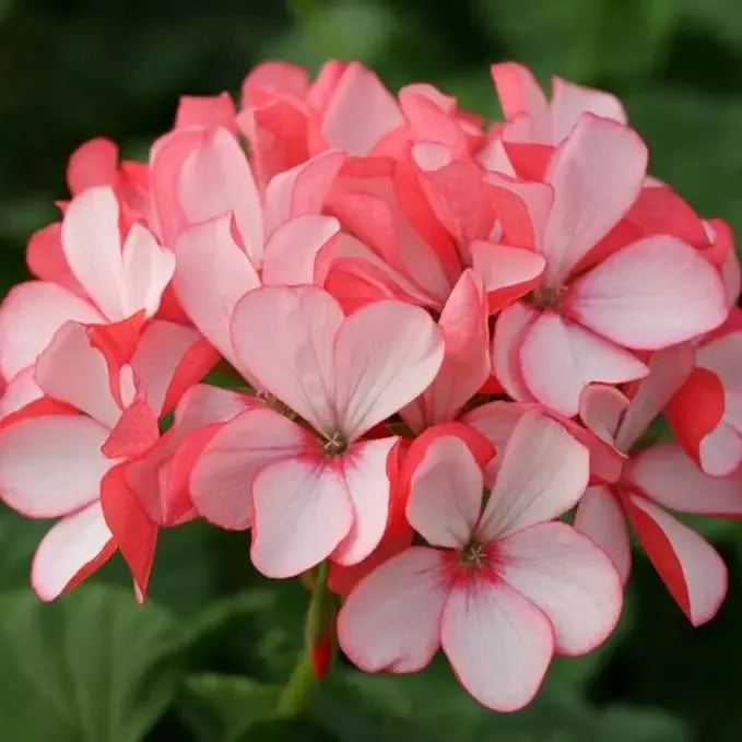 ✨Geranium – The Colorful and Cheerful Fairy of Your Balcony!
