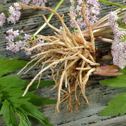 Valerian Seeds