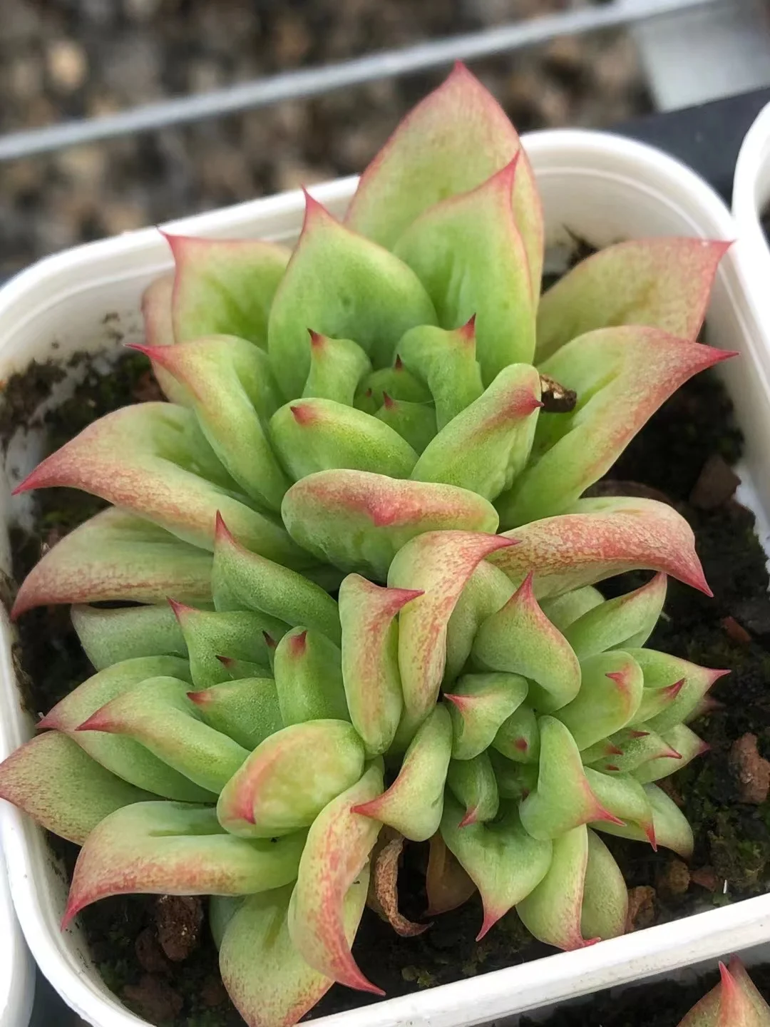 plant Aeonium Echeveria Haworthia  Caudex  Lithops Cactus  Agave 