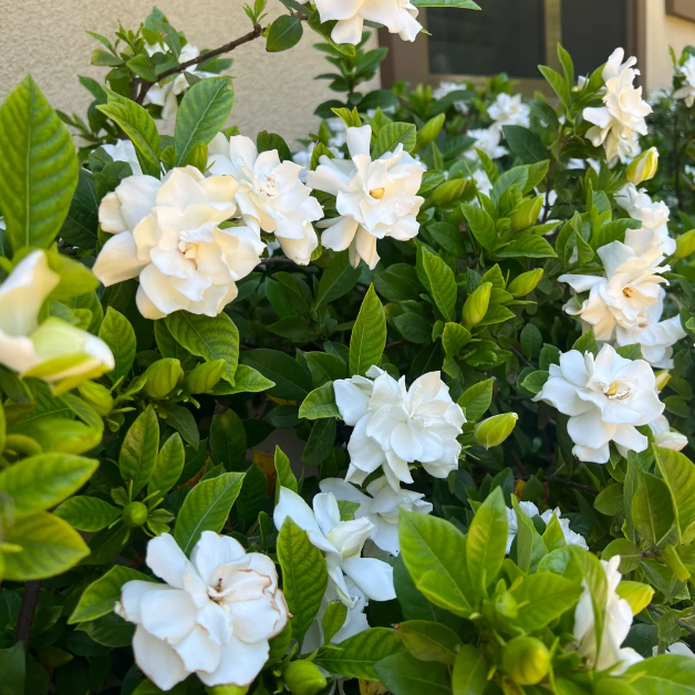 🌼Gardenia—A Room Full Of Perfume