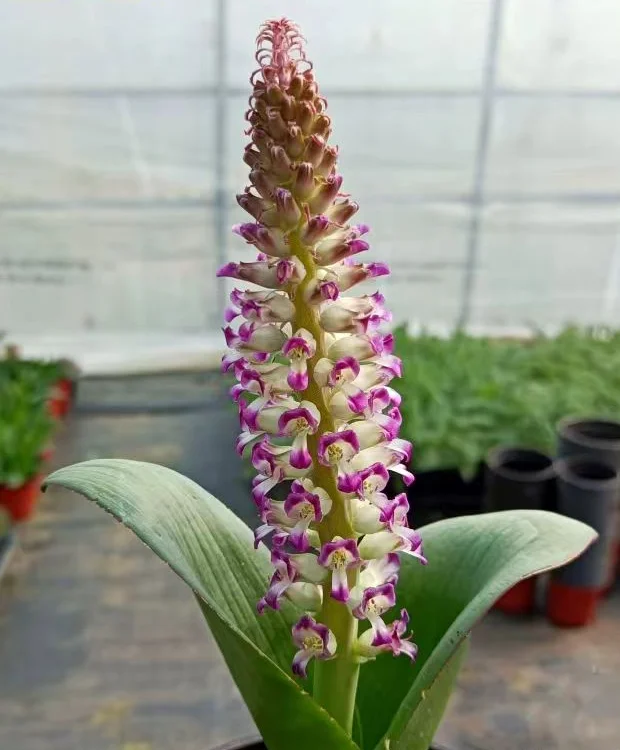 plant Aeonium Echeveria Haworthia  Caudex  Lithops Cactus  Agave 