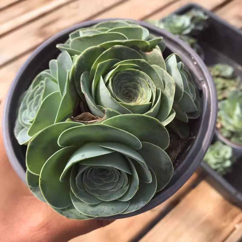 plant Aeonium Echeveria Haworthia  Caudex  Lithops Cactus  Agave 