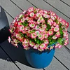 💐2025 Spring Hot Sale✨UV Simulation Artificial Petunias