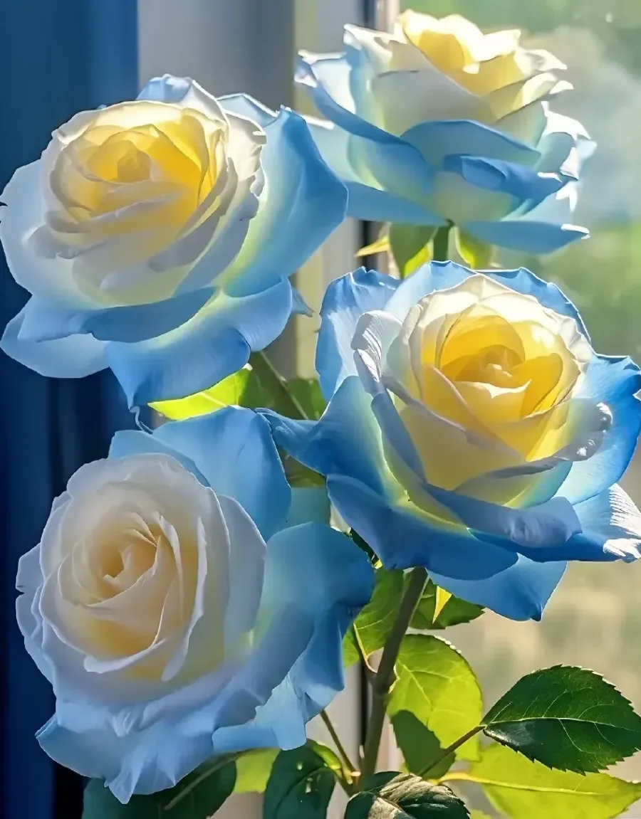 Crushed Ice Blue Rose Seeds