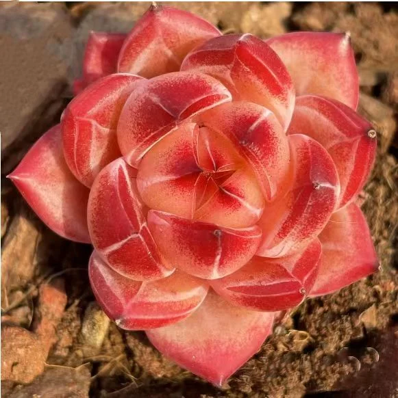 724.   Bipedal bird  singel head  4-5cm / Echeveria / Succulent plants / Garden landscape / Carefully select healthy plants