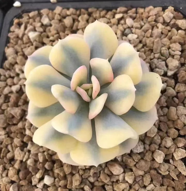 plant Aeonium Echeveria Haworthia  Caudex  Lithops Cactus  Agave 