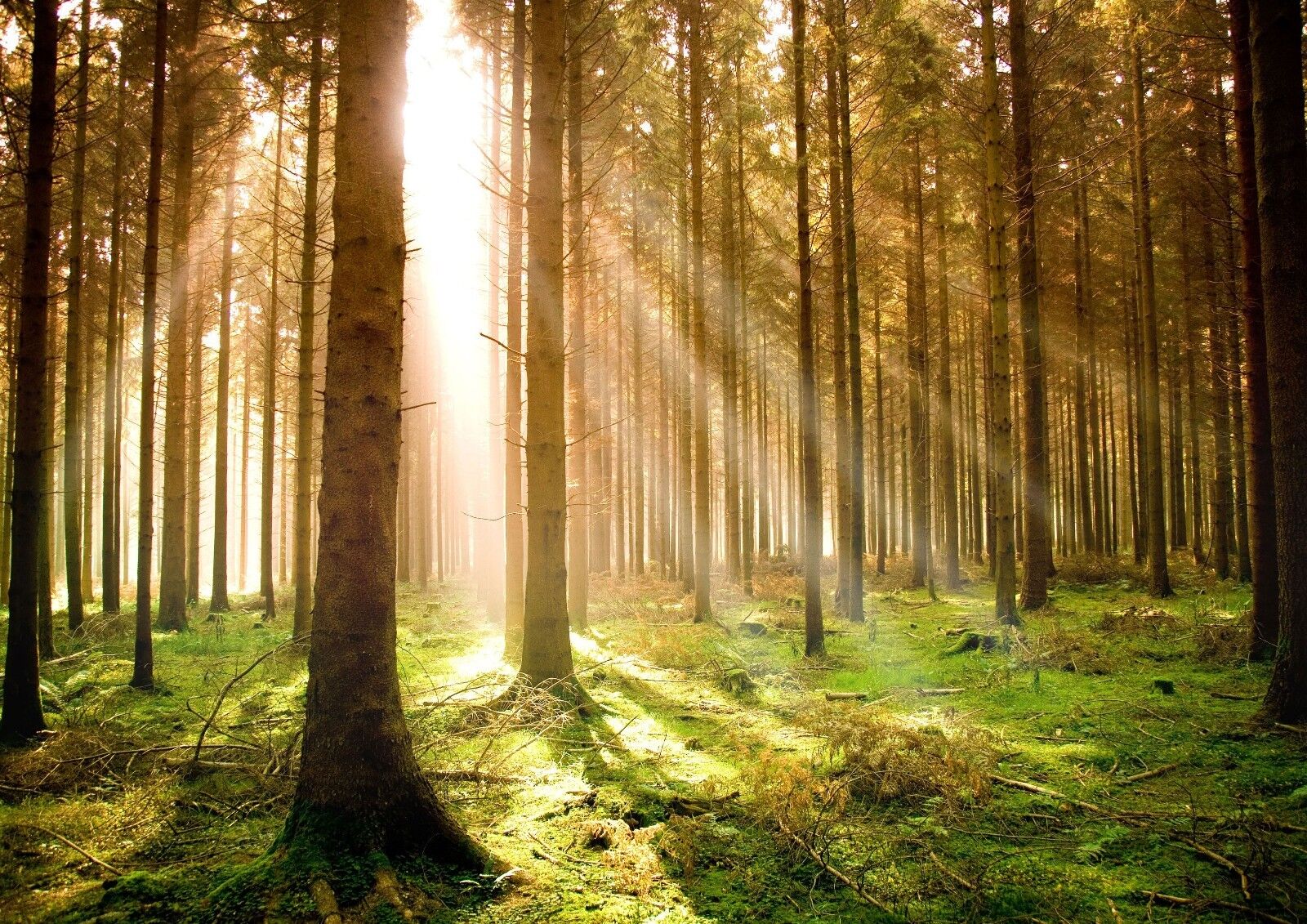 Forest At Dawn Woodland Forest Trees Nature Landscape Print Art Canvas Poster For Living Room Decor Home Wall Picture