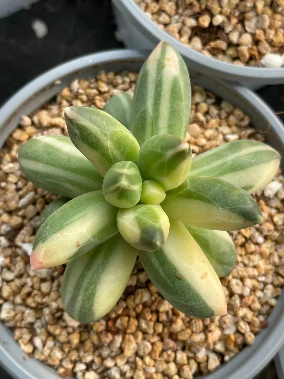230. Pachypodium compactum var. 2-3cm/   Echeveria /  Succulent plants / Garden landscape / Carefully select healthy plants