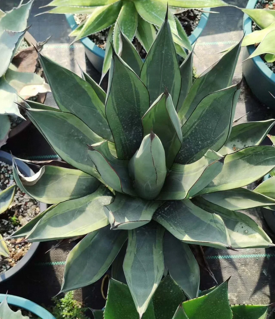 plant Aeonium Echeveria Haworthia  Caudex  Lithops Cactus  Agave 