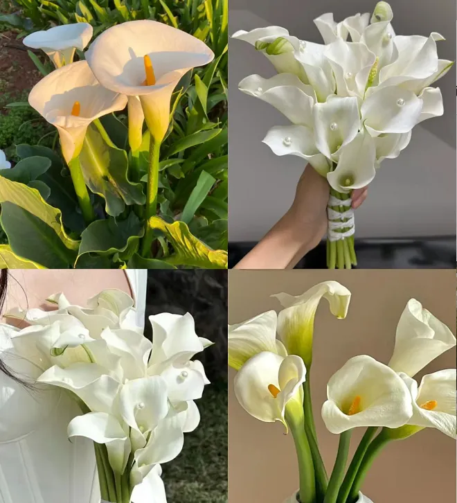 Calla Lily Bulbs – The Magical Bloom That Never Fails
