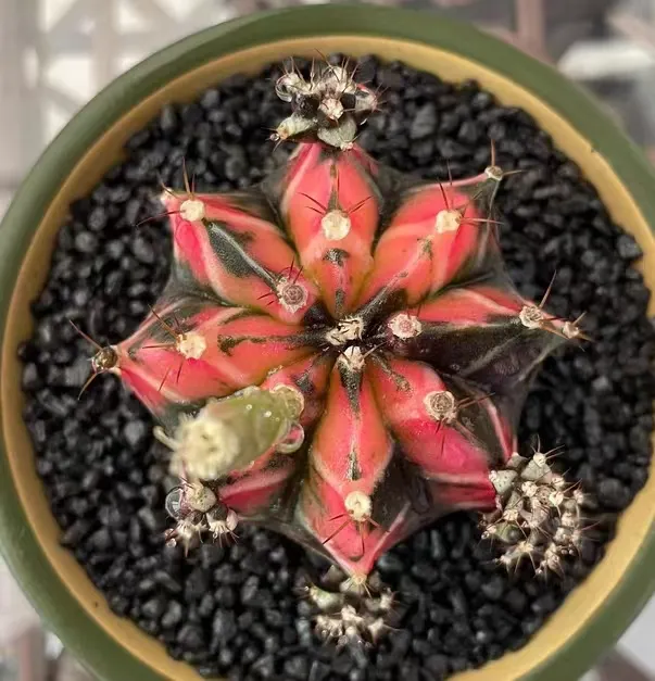 plant Aeonium Echeveria Haworthia  Caudex  Lithops Cactus  Agave 