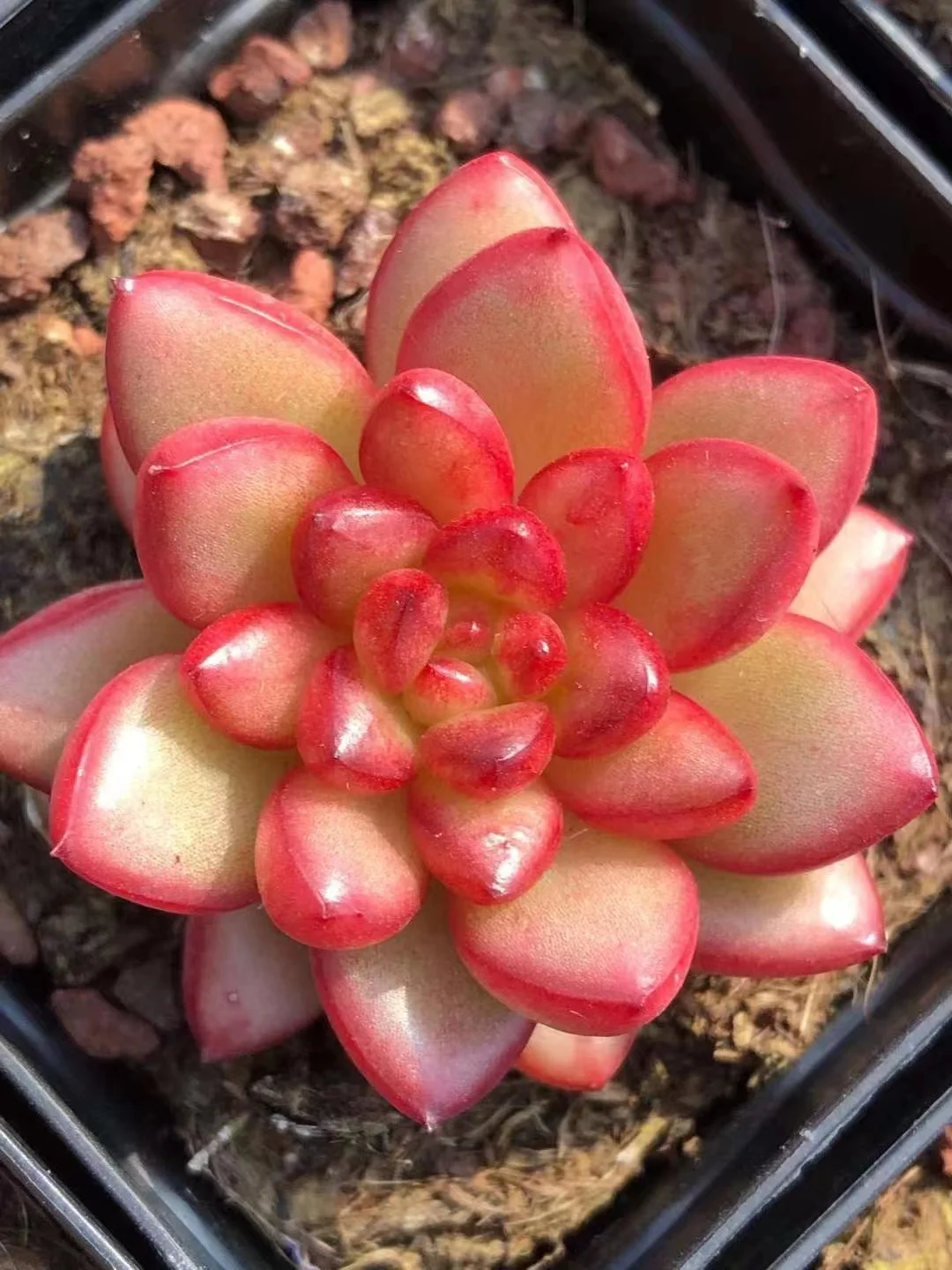 plant Aeonium Echeveria Haworthia  Caudex  Lithops Cactus  Agave 