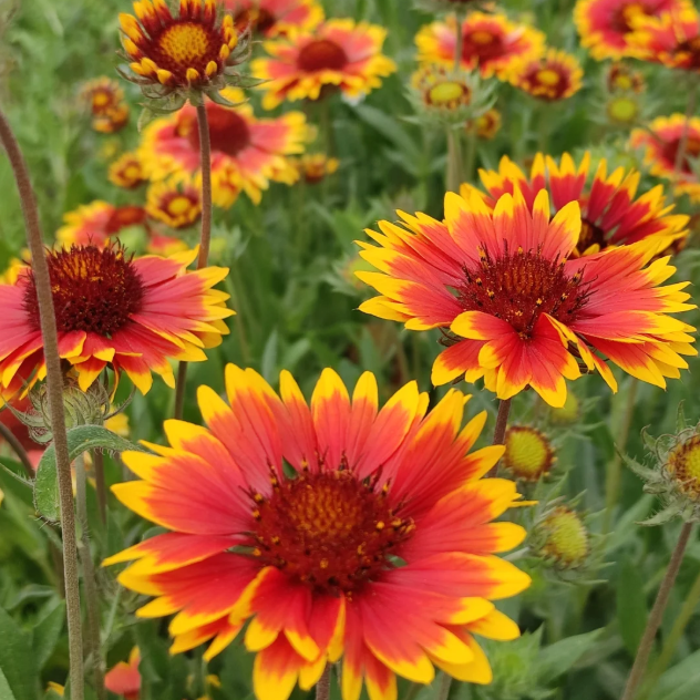 🌼Blanket Flower Seeds&mdash;Easy To Grow