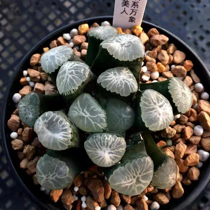 cy7.HAWORTHIA maughanii Hakubijin 5cm/ Haworthia/ Succulent plants / Garden landscape / Carefully select healthy plants