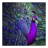 Purple Peacock - Full Round Drill Diamond Painting