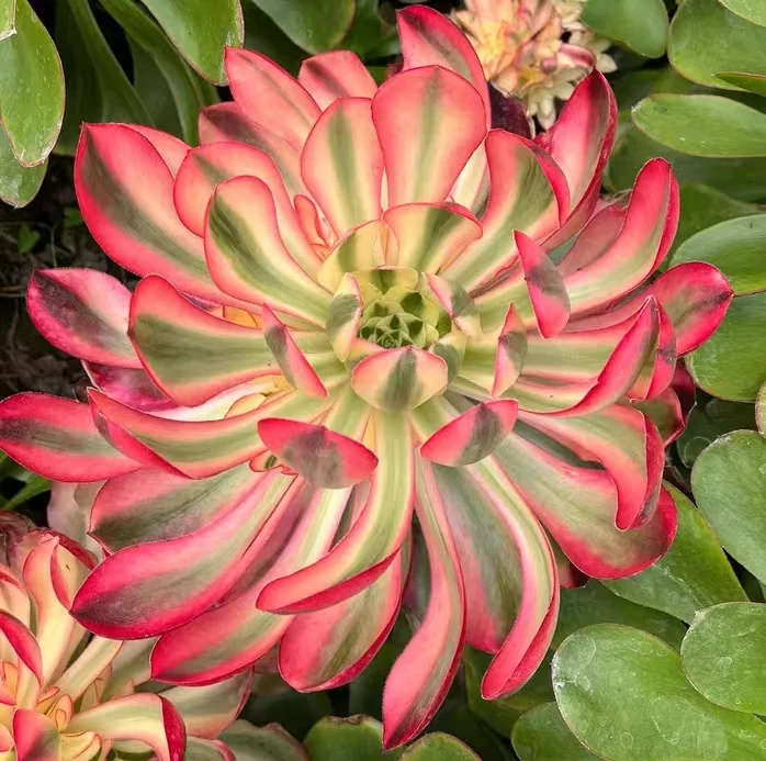 911.Alice var. cutting 6-8cm/ Aeonium plants / Succulent plants / Garden landscape / Carefully select healthy plants
