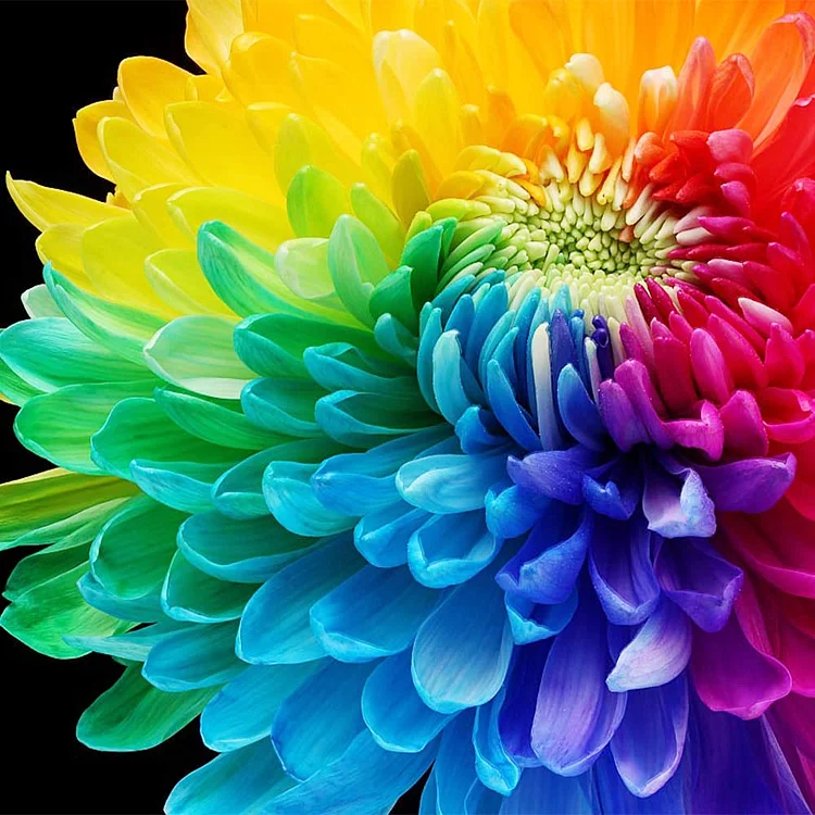 Rare Rainbow Chrysanthemum  Garden Mums Seeds