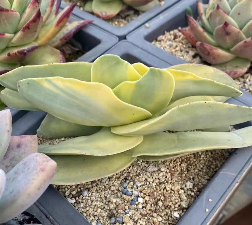 plant Aeonium Echeveria Haworthia  Caudex  Lithops Cactus  Agave 