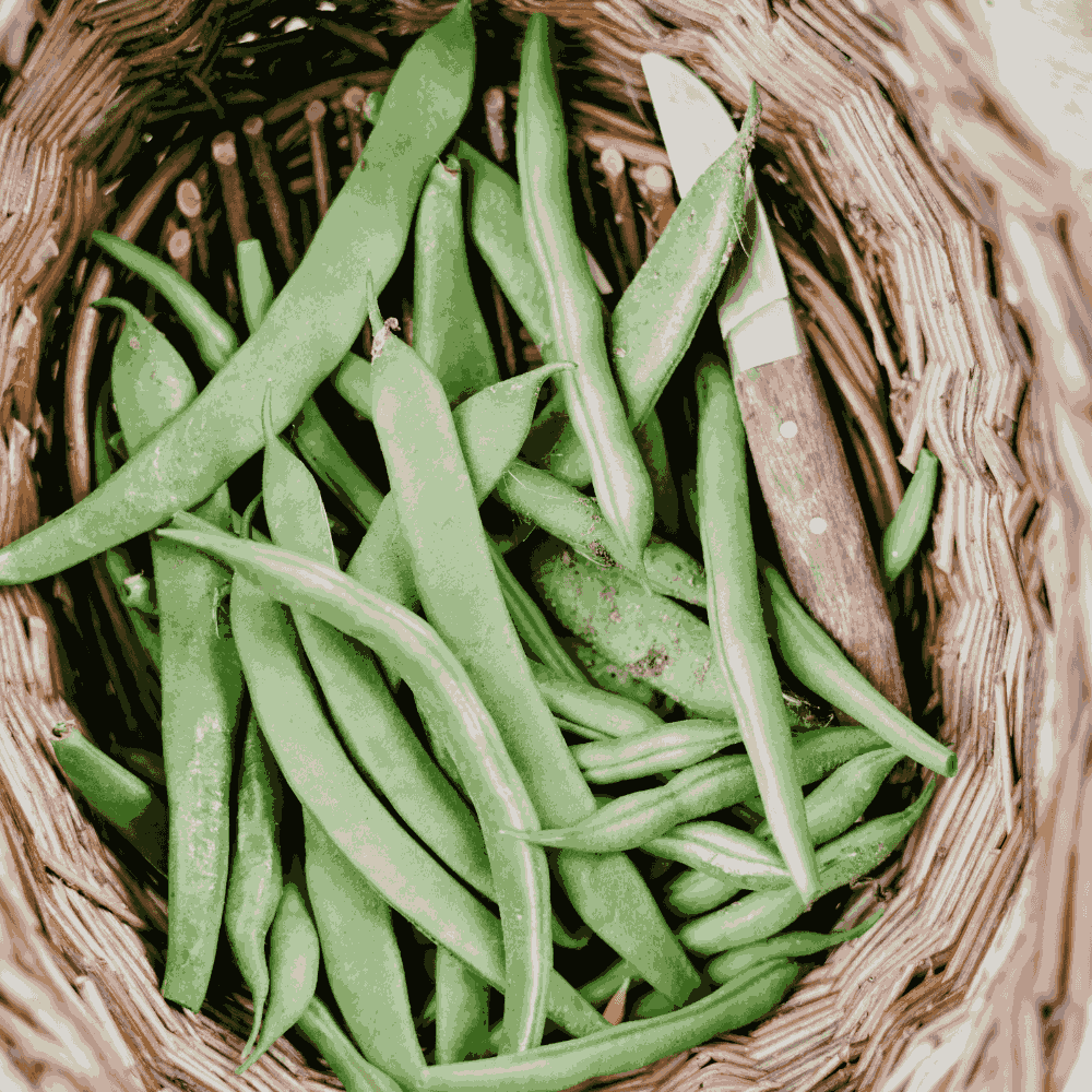 Bush Beans &lsquo;Rose Podded Coco&rsquo; &ndash; Dry Shelling Beans for Grains & Soups