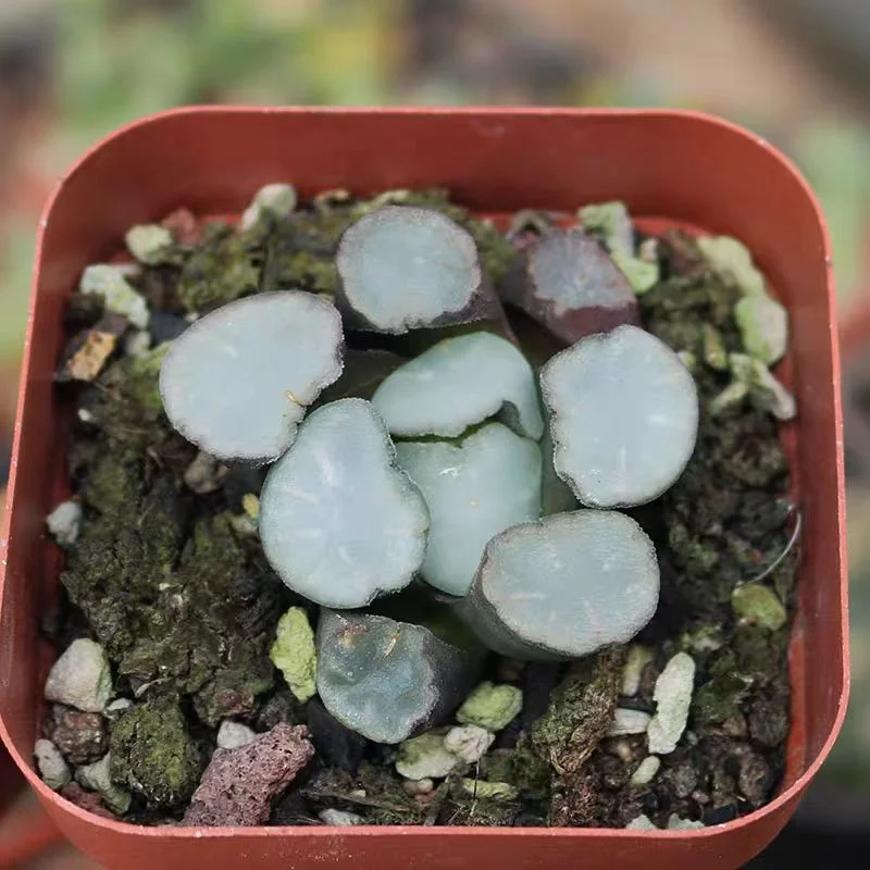 hts7.Haworthia maughanii ‘Salt Lake City 3-4cm/ Haworthia/ Succulent plants / Garden landscape / Carefully select healthy plants