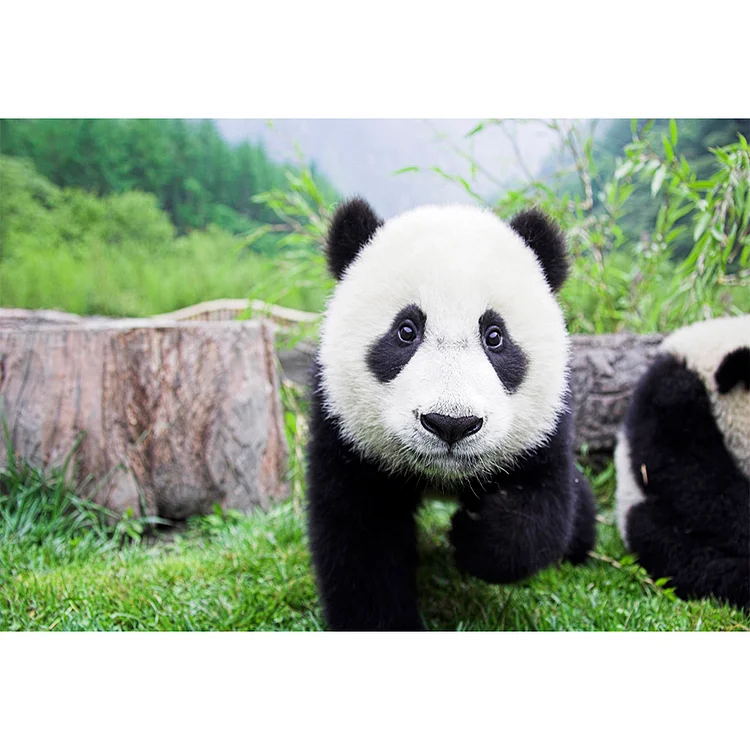 【HUGE 64% OFF SALE】Paint By Numbers Kit DIY Panda Hand Oil Art Picture Craft Home Wall Decoration