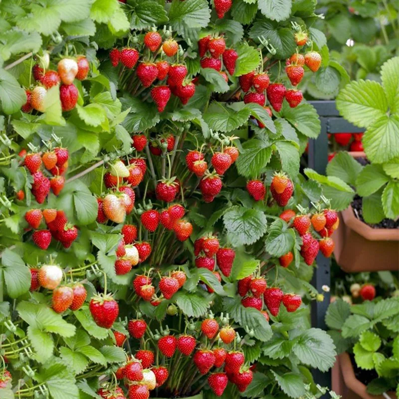 🍓Climbing Strawberry Tree Seeds