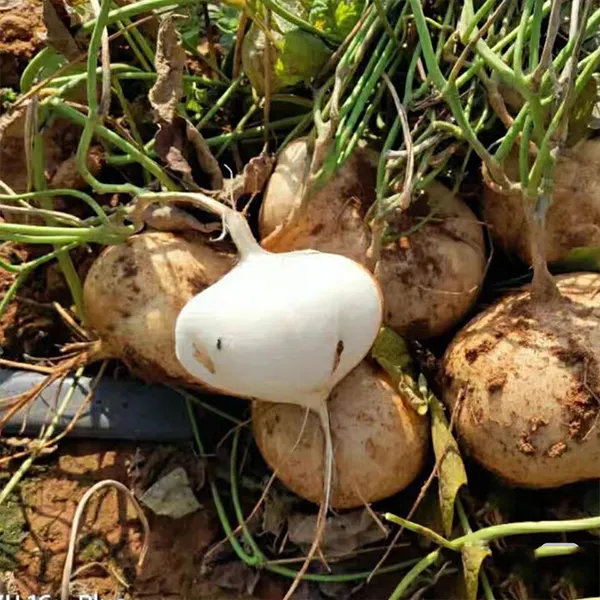  Sweet & Crunchy Jicama Seeds 